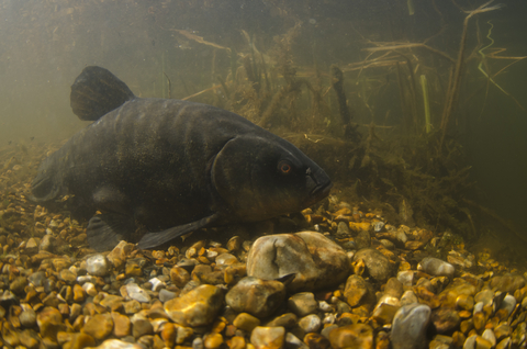 Tench deals pond fish